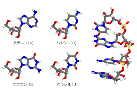 RNA�̍\��