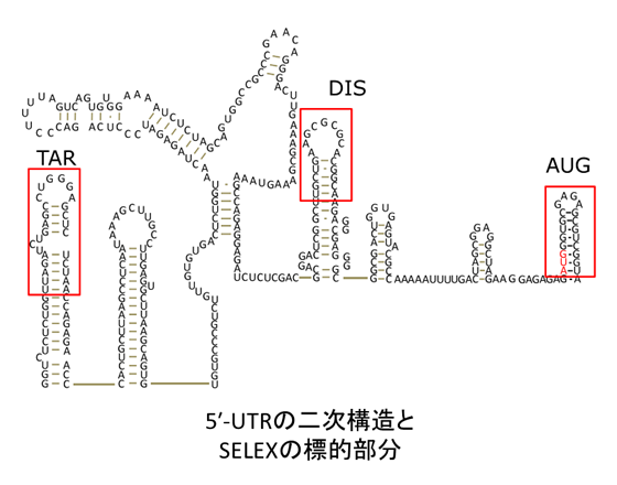 5��-UTR���󼡹�¤��SELEX��ɸŪ��ʬ