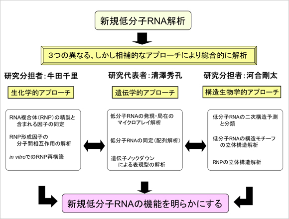 ������ʬ��RNA���Ϥθ��泵��