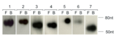 ��ʬ��RNA�ΥΡ��������