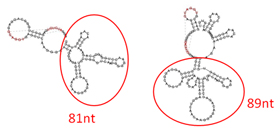 S3 RNA���󼡹�¤����